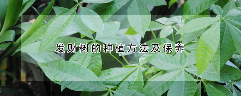 發(fā)財樹的種植方法及保養(yǎng)