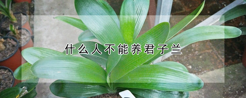 什么人不能養(yǎng)君子蘭