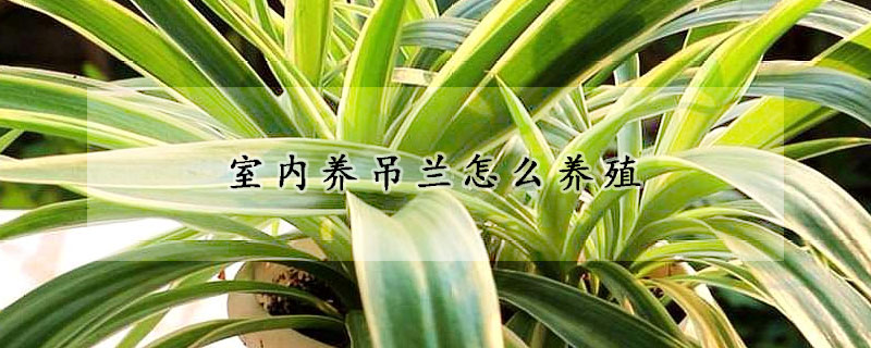 室內(nèi)養(yǎng)吊蘭怎么養(yǎng)殖