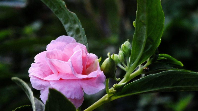 鳳仙花怎么種植方法