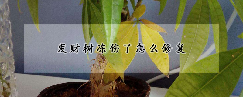 發(fā)財樹凍傷了怎么修復(fù)
