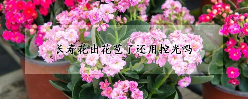 長壽花出花苞了還用控光嗎