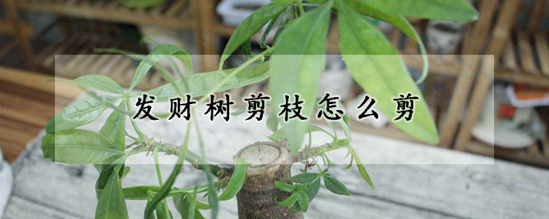 發(fā)財(cái)樹(shù)剪枝怎么剪