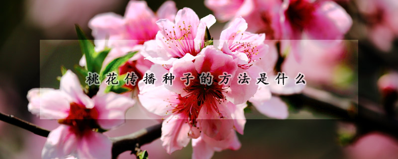 花卉大全