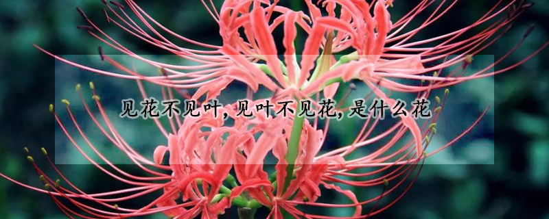 見(jiàn)花不見(jiàn)葉,見(jiàn)葉不見(jiàn)花,是什么花