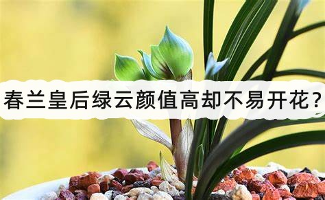 春蘭皇后綠云顏值高卻不易開花？