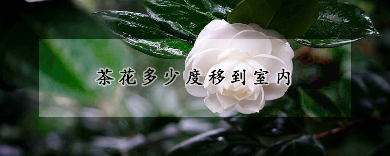 茶花多少度移到室內(nèi)