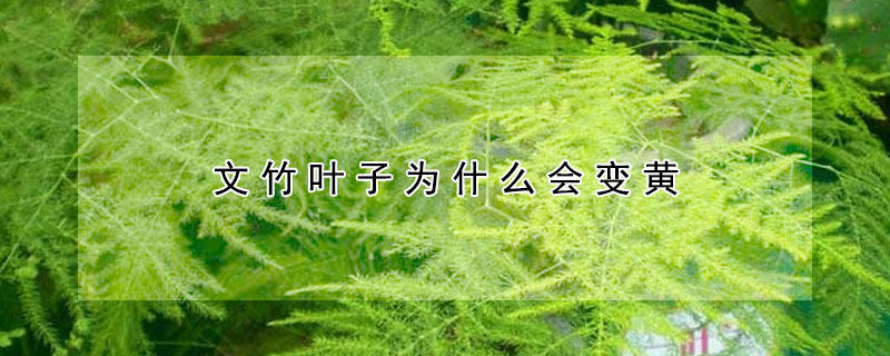 文竹葉子為什么會(huì)變黃