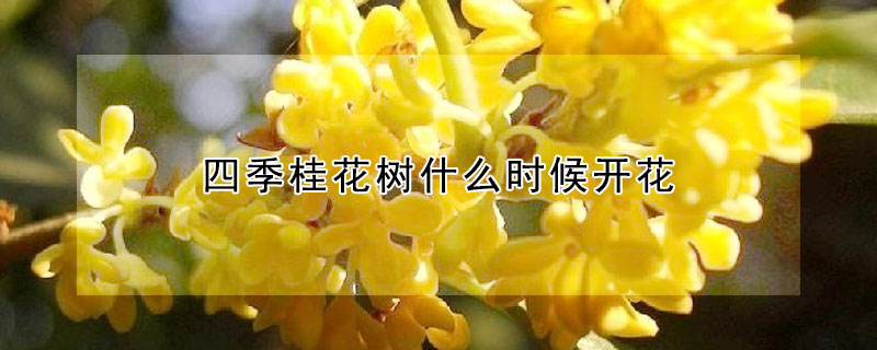 四季桂花樹什么時(shí)候開花