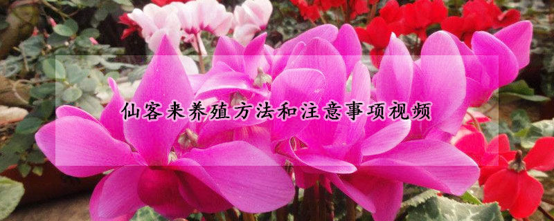 仙客來養(yǎng)殖方法和注意事項視頻