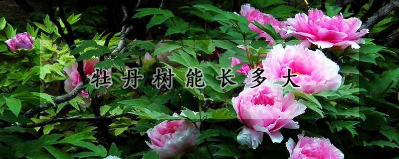 牡丹樹(shù)能長(zhǎng)多大