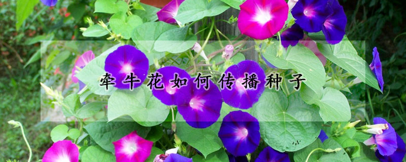 牽?；ㄈ绾蝹鞑シN子
