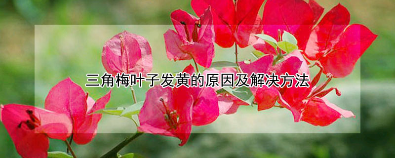 三角梅葉子發(fā)黃的原因及解決方法