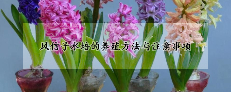 風(fēng)信子水培的養(yǎng)殖方法與注意事項