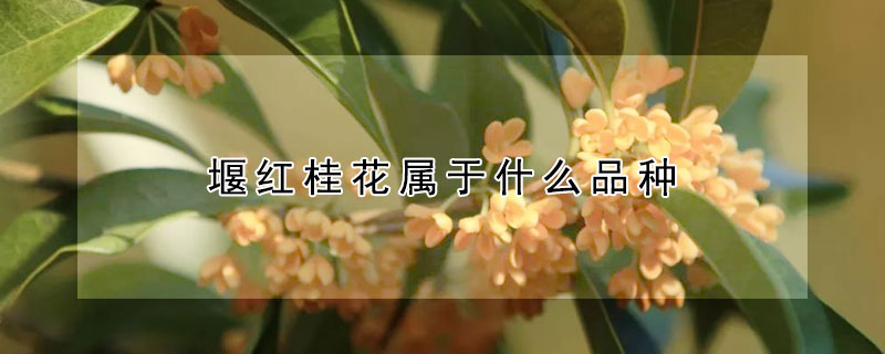 堰紅桂花屬于什么品種