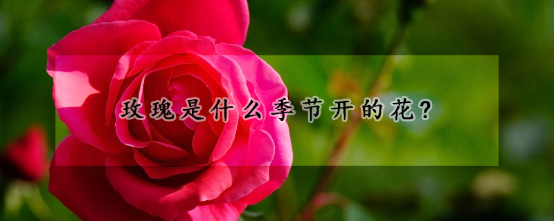 玫瑰是什么季節(jié)開的花