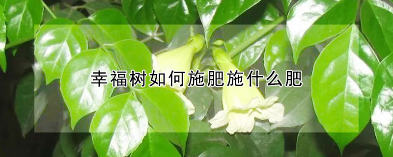 幸福樹(shù)如何施肥施什么肥