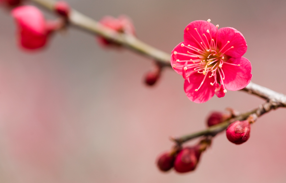 梅花小苗移栽需要注意哪些因素，移栽時(shí)機(jī)一般什么時(shí)候？ 