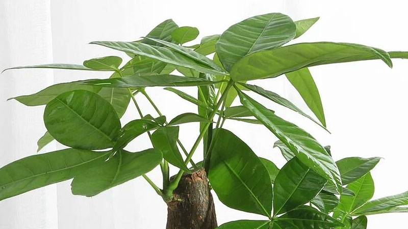小發(fā)財樹幾年能長大