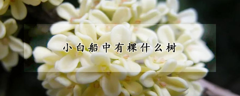 小白船中有棵什么樹(shù)