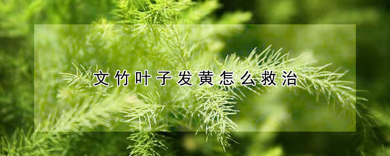 花卉大全