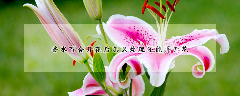 香水百合開(kāi)花后怎么處理還能再開(kāi)花