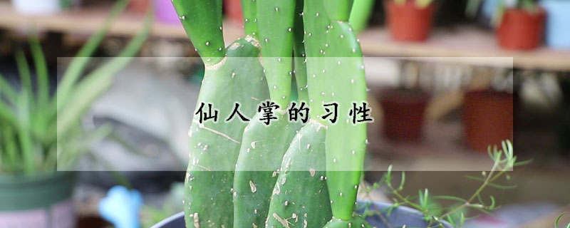仙人掌的習(xí)性