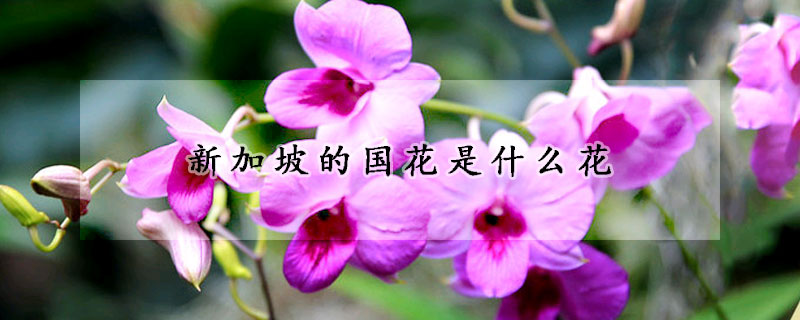新加坡的國(guó)花是什么花