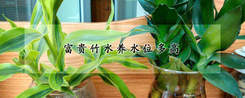 富貴竹水養(yǎng)水位多高