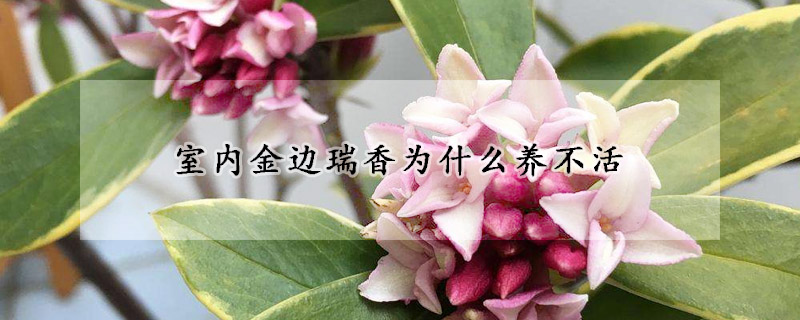 室內金邊瑞香為什么養(yǎng)不活