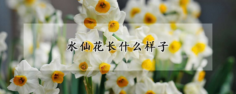 水仙花長(zhǎng)什么樣子