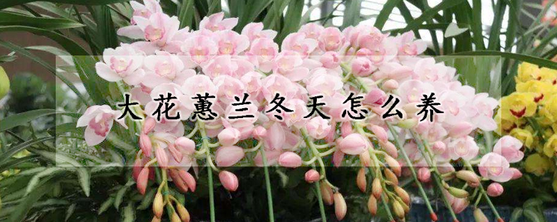 大花蕙蘭冬天怎么養(yǎng)