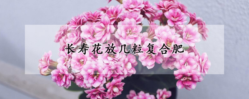 長(zhǎng)壽花放幾粒復(fù)合肥