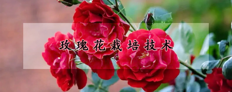玫瑰花栽培技術