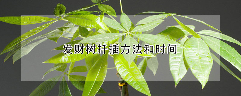 發(fā)財(cái)樹扦插方法和時(shí)間