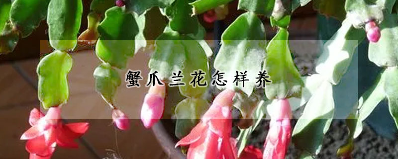 蟹爪蘭花怎樣養(yǎng)