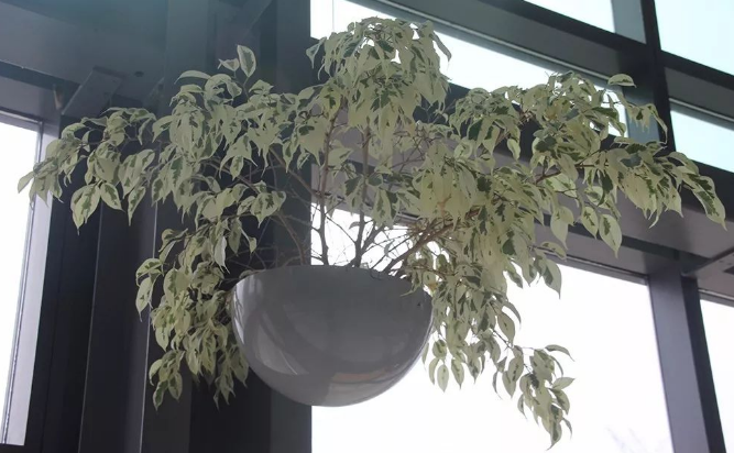 適合栽種的三種觀賞榕樹，你更喜歡哪一種