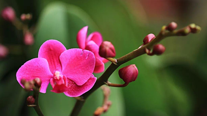 蝴蝶蘭的養(yǎng)殖方法和注意事項(xiàng)和技巧