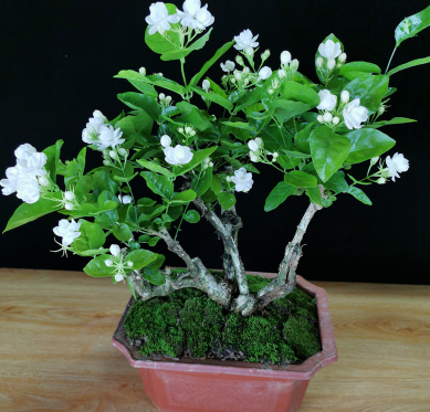 茉莉花怎么養(yǎng)護(hù)長(zhǎng)得好