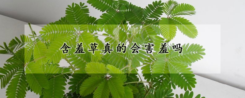 含羞草真的會(huì)害羞嗎