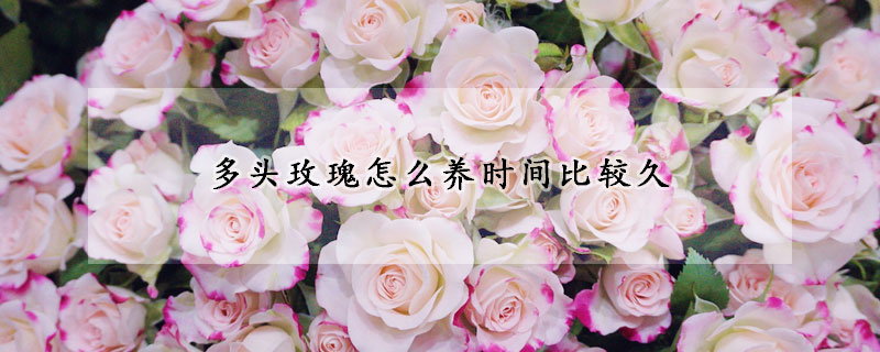 多頭玫瑰怎么養(yǎng)時間比較久