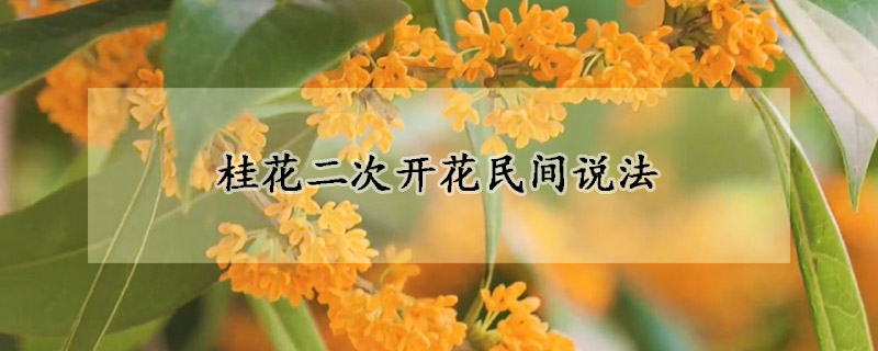 桂花二次開(kāi)花民間說(shuō)法