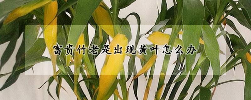 富貴竹老是出現(xiàn)黃葉怎么辦
