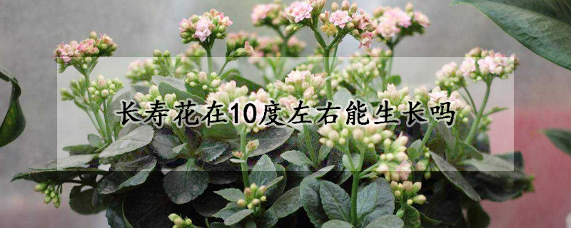 長(zhǎng)壽花在10度左右能生長(zhǎng)嗎