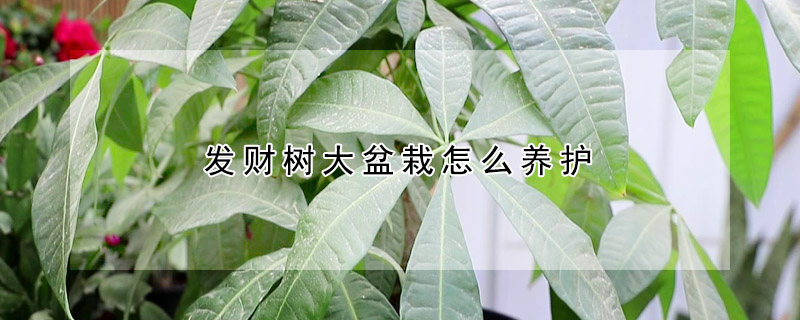 發(fā)財樹大盆栽怎么養(yǎng)護