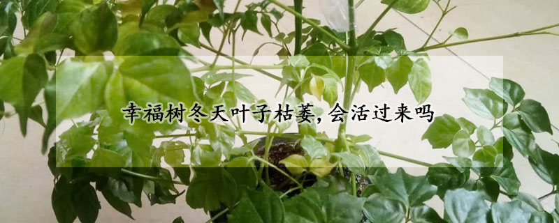 幸福樹(shù)冬天葉子枯萎,會(huì)活過(guò)來(lái)嗎