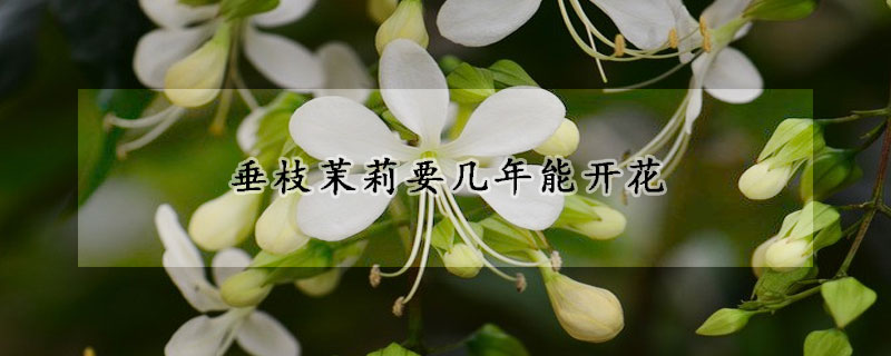 垂枝茉莉要幾年能開(kāi)花