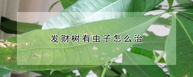 發(fā)財(cái)樹(shù)有蟲(chóng)子怎么治