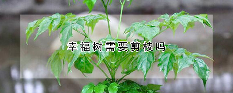 幸福樹需要剪枝嗎