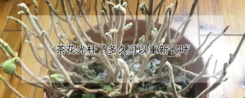 茶花光桿了多久可以重新長(zhǎng)葉